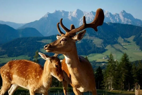 Timoks-Alm- Timoks-Alm-
