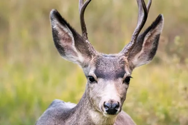 Wildlife-Park-Aurach-nearby-Kitzbueh Wildlife-Park-Aurach-nearby-Kitzbueh